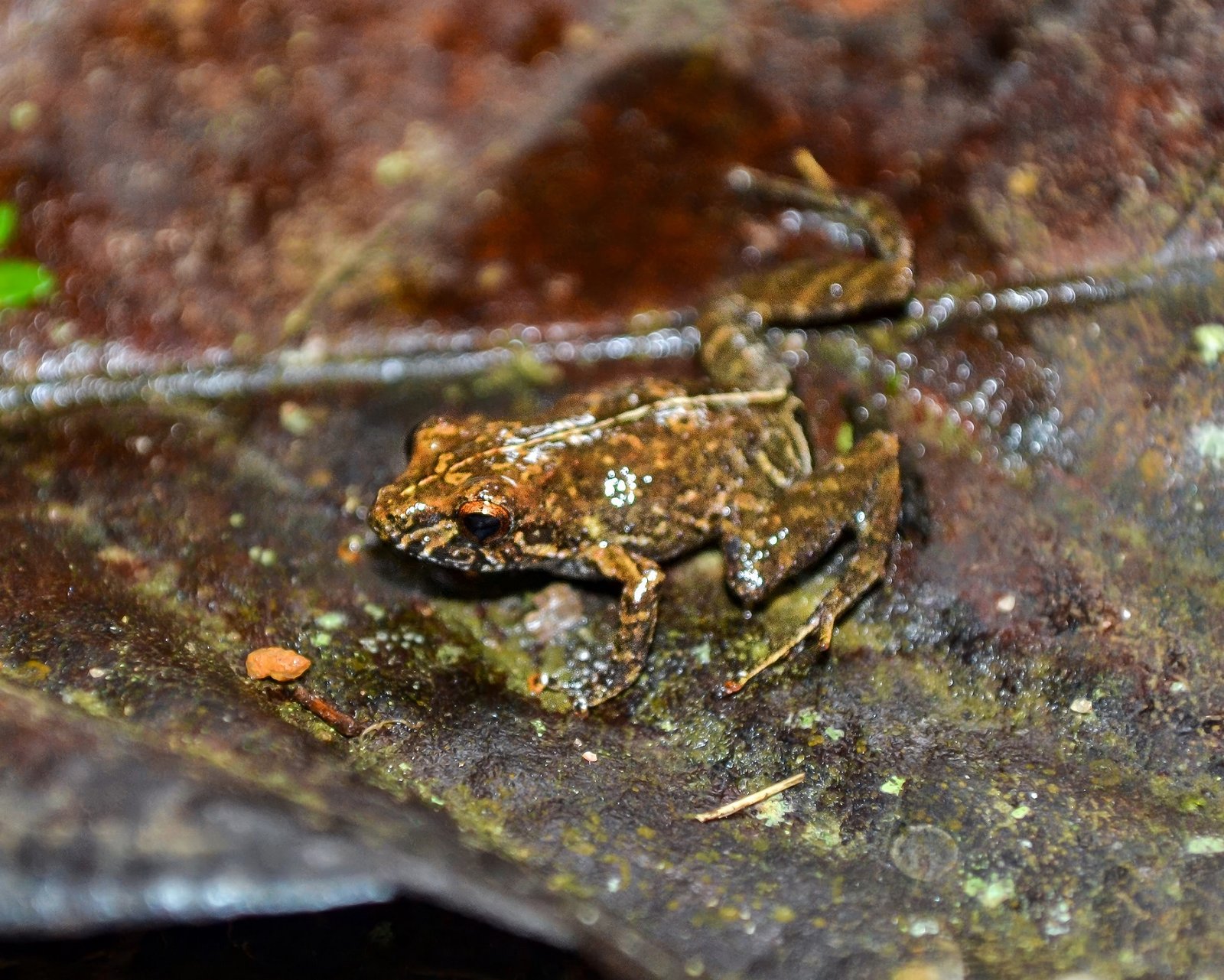 Nova espécie de anfíbio é descoberta no Parque Nacional do Caparaó