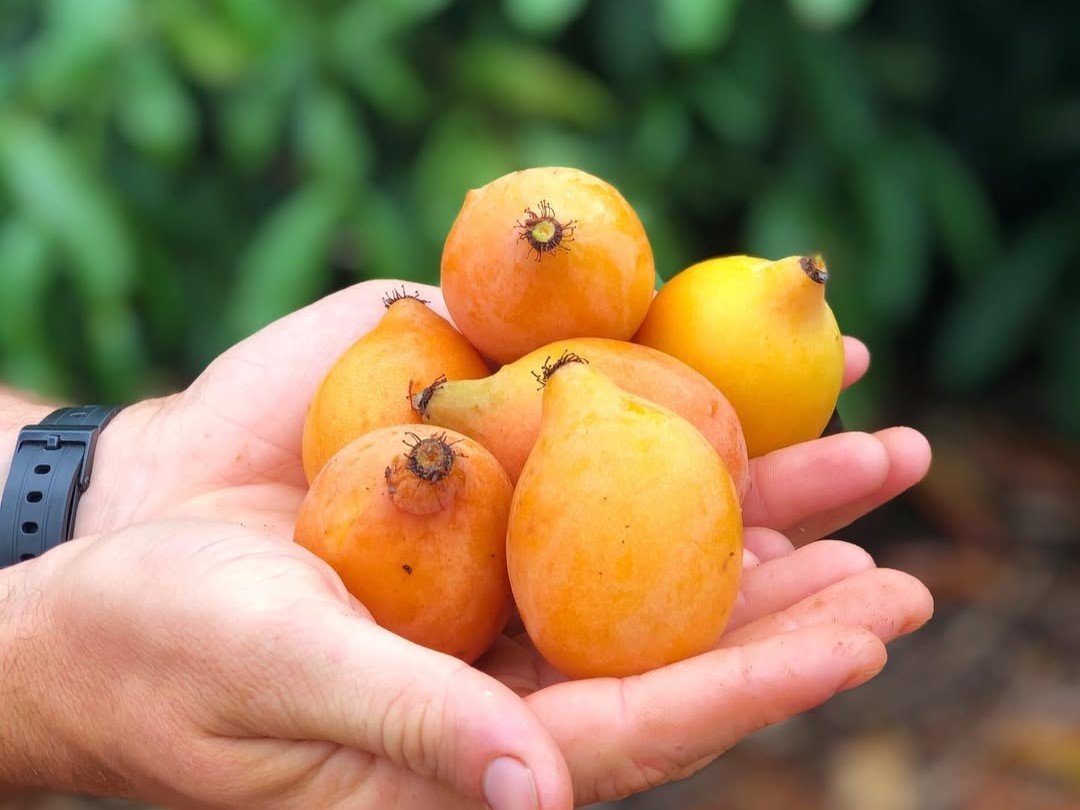 Achachairu: cidade do interior do ES se destaca pela produção de fruta exótica