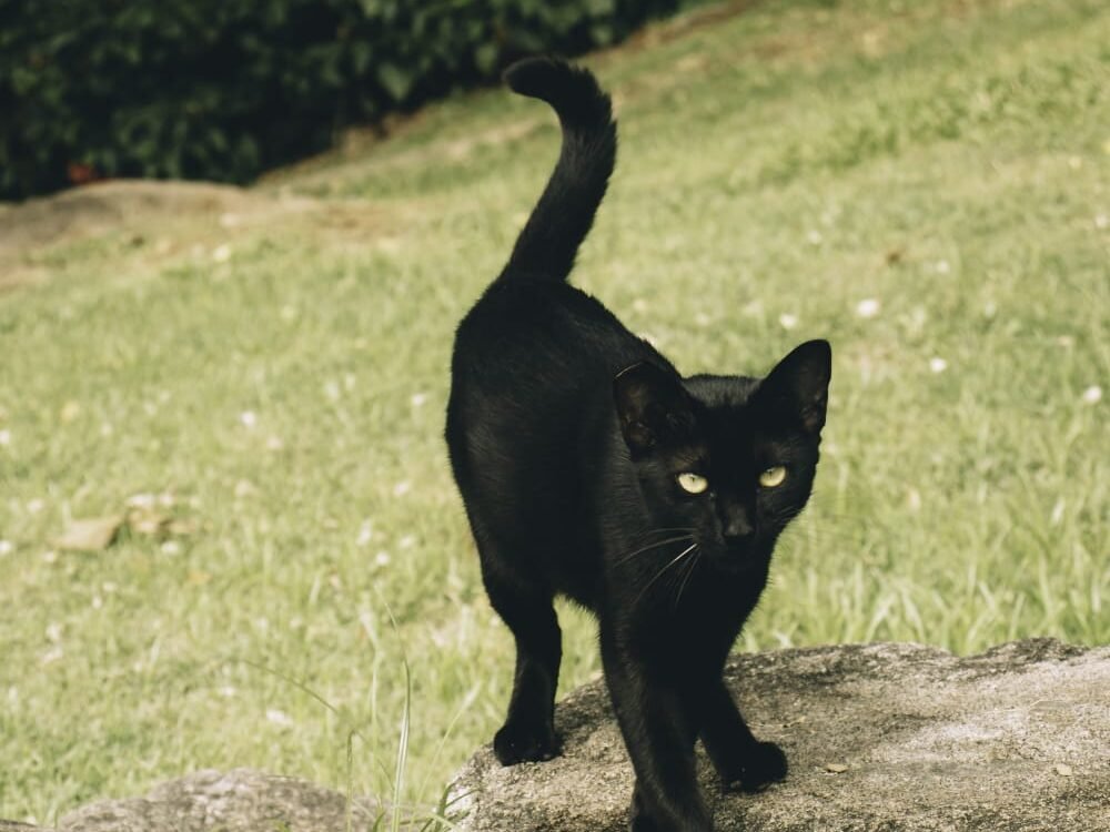Miados e Travessuras: evento une diversão e causa animal no Parque Pedra da Cebola