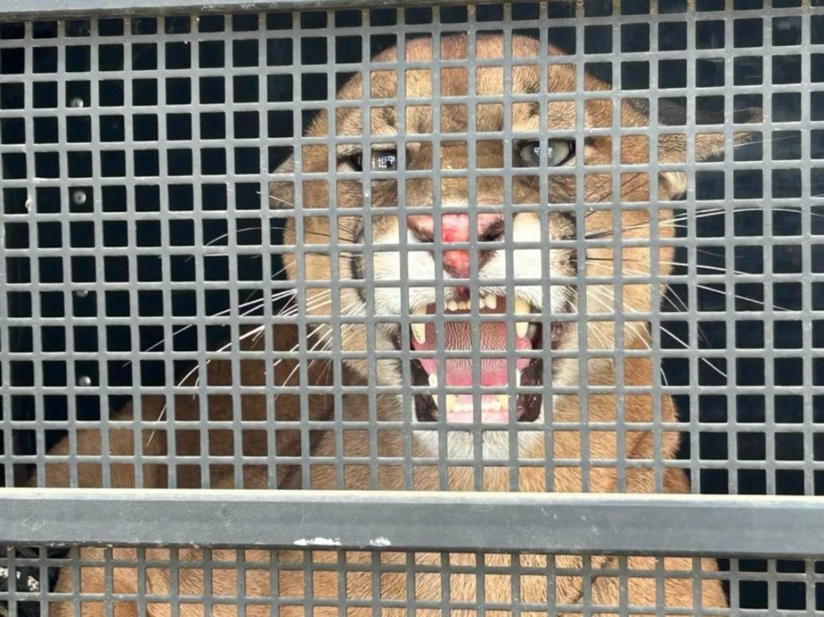 Onça-parda é resgatada em área urbana de Iconha, no Sul do ES