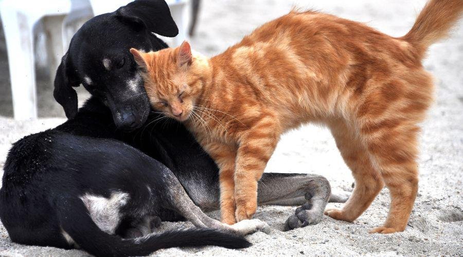 Vila Velha abre canal exclusivo para protetores solicitarem castração de pets