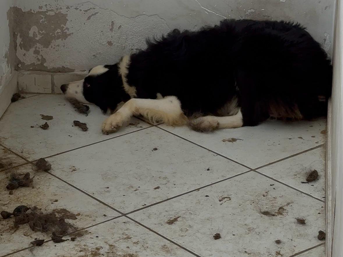 Cão preso em varanda em condições de maus-tratos é resgatado em Vila Velha