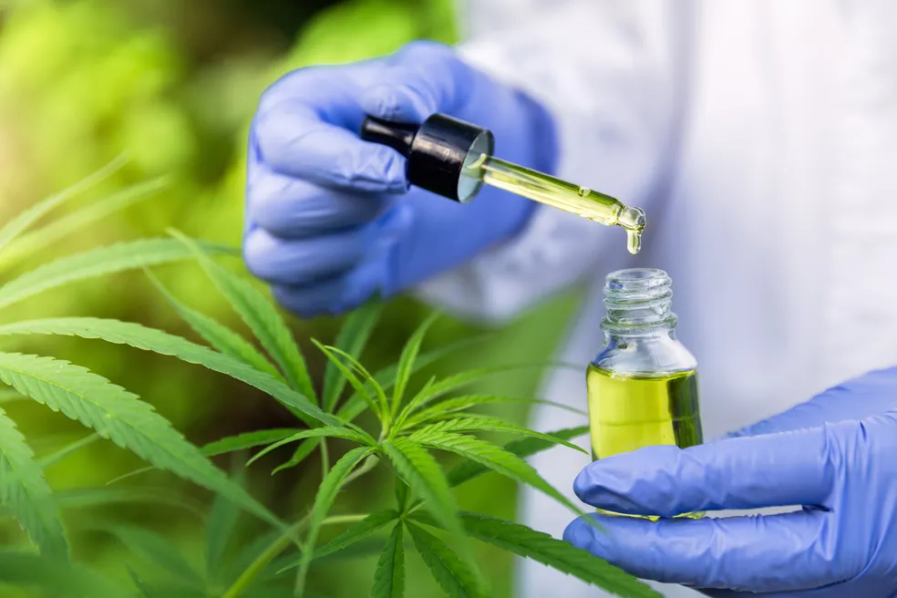 RDC nº 1.013/26: o cultivo autorizado sob vigilância permanente