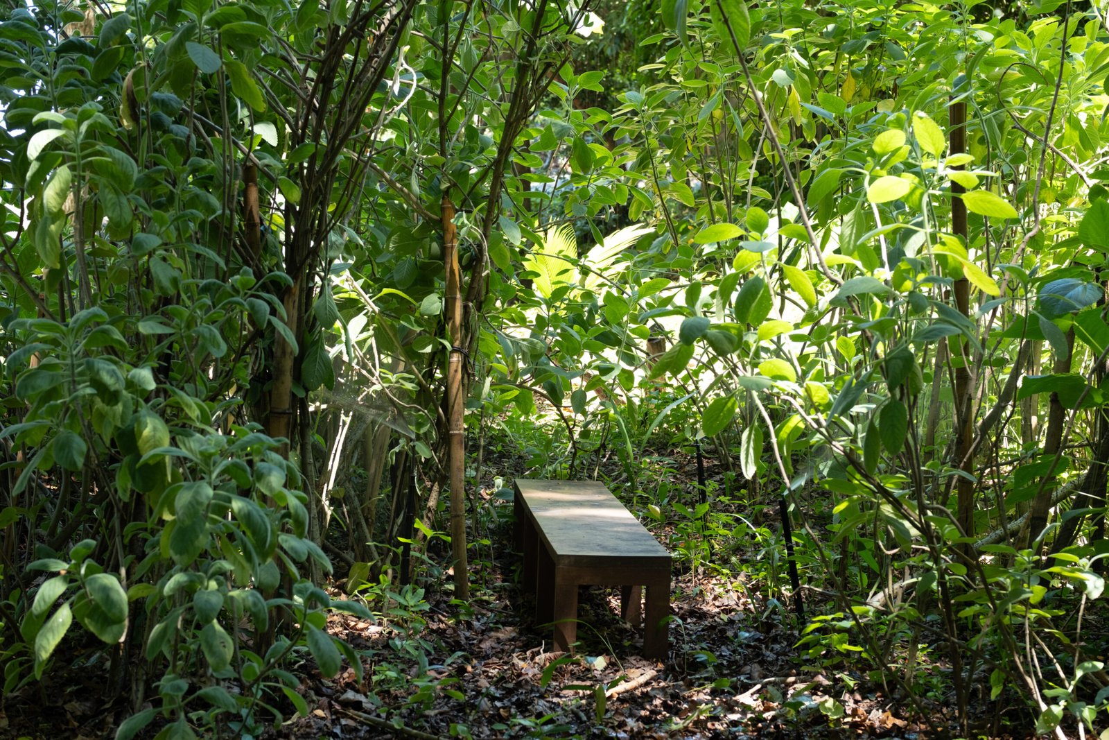Parque Cultural Casa do Governador inicia projeto de agrofloresta com horta medicinal