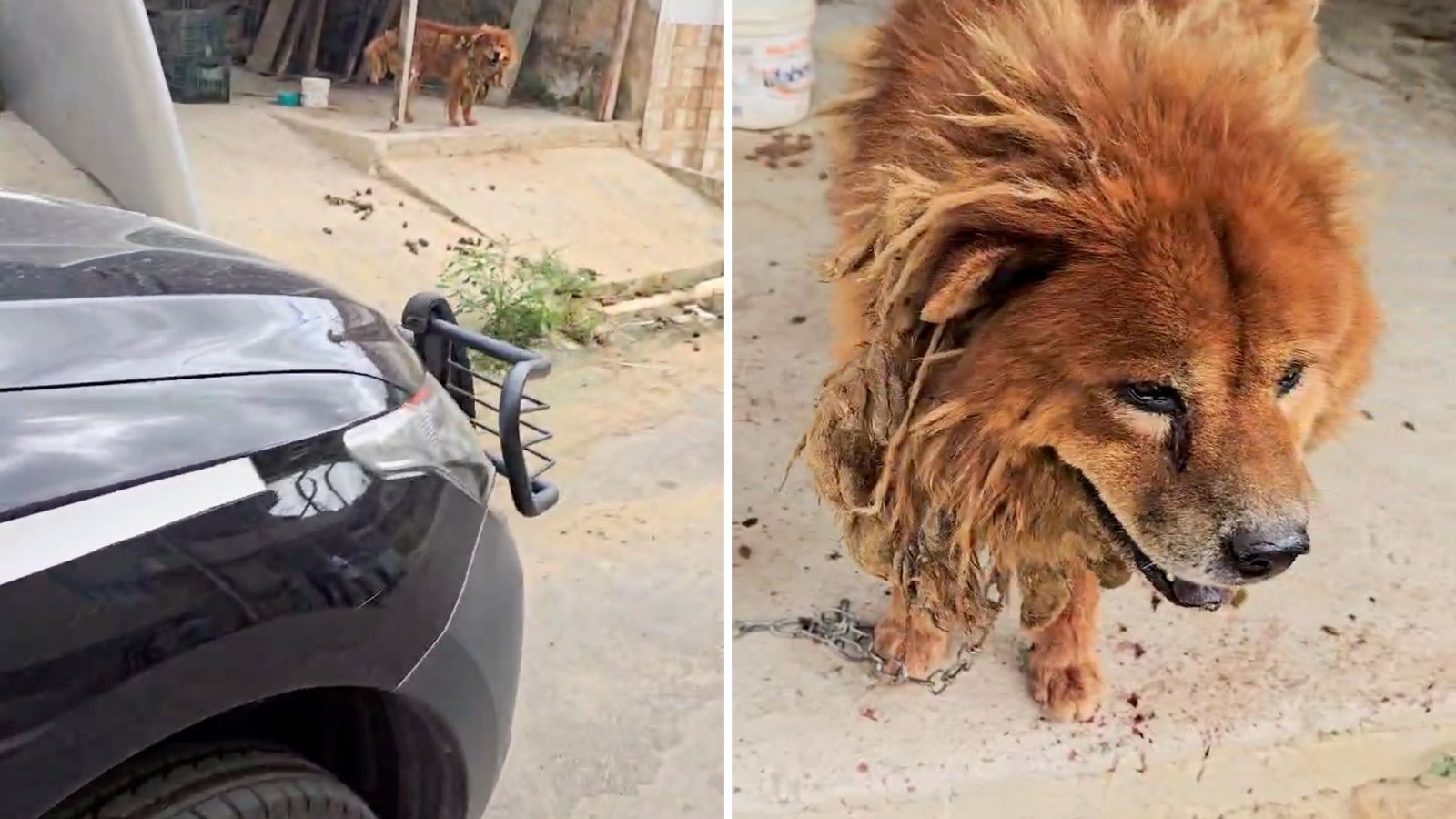 Polícia prende homem por maus-tratos a três cães em Viana