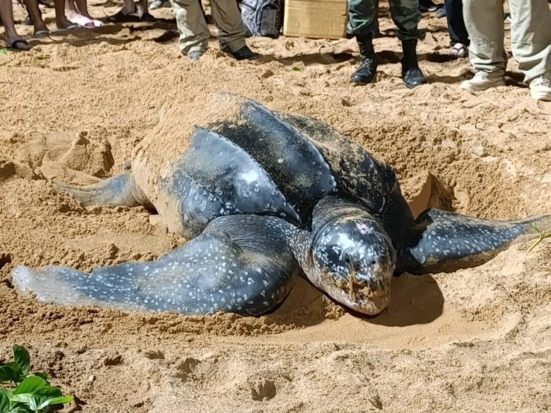 Tartaruga gigante aparece para desovar em praia de Jacaraípe, na Serra